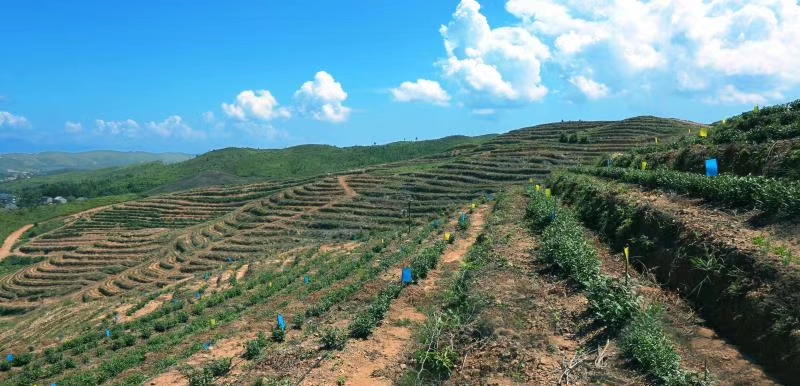 长沙景致天成农业项目规划设计有限责任公司,长沙农业项目,休闲农业规划,旅游景区设计